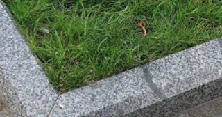 Укладка бордюра для тротуарной плитки в Похвистневе от 820 руб.